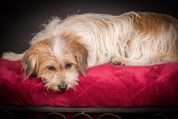 Foster Tiny-1558