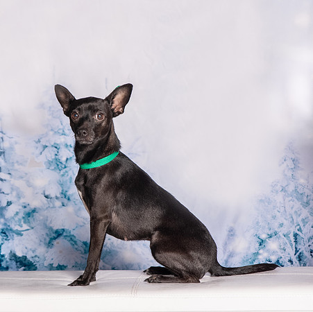 Foster Elvira-0211
