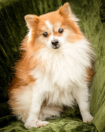 Foster Kermit-9001