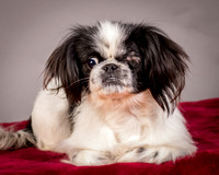 Foster Gypsy Rose-7704