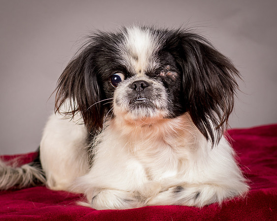 Foster Gypsy Rose-7704