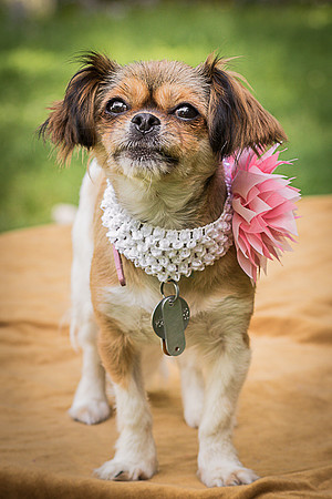Foster Missy-0604