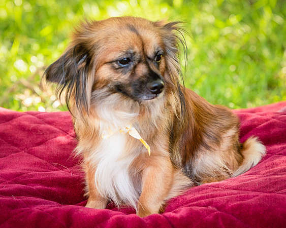 Foster Petunia-9272