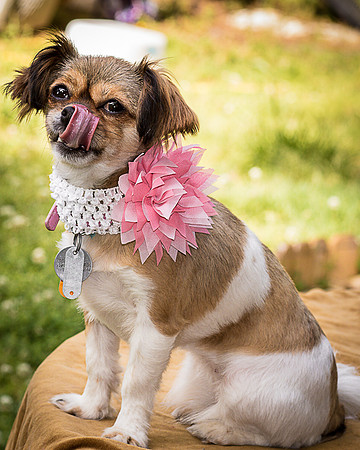 Foster Missy-0615
