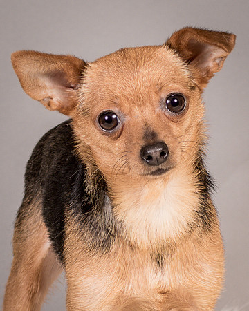 Foster Pixie-3464