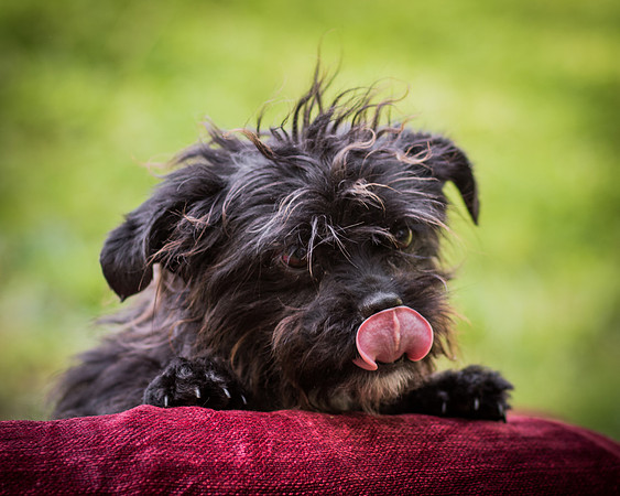 Foster Lady Elaine-8577