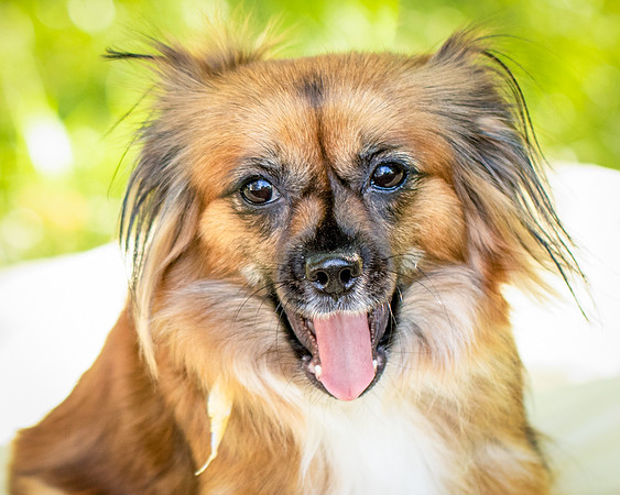 Foster Petunia-9259