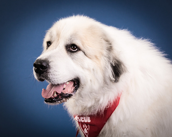 Foster Thor-3854