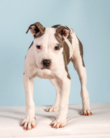 Foster Luna-4681