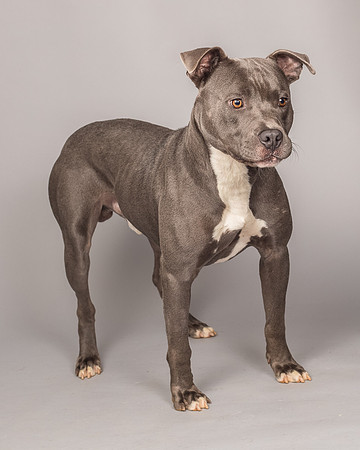 Foster Cobalt-2313