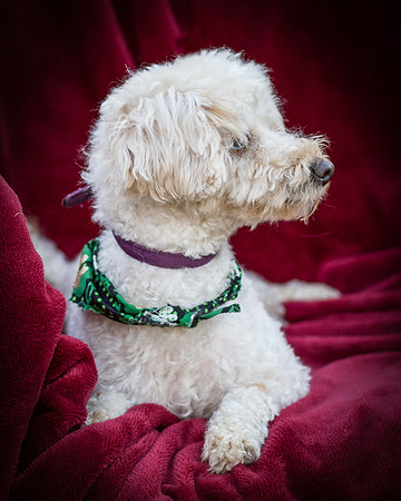 Foster Annalise-0588
