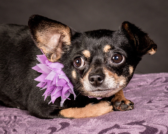 Foster Pansy-9255