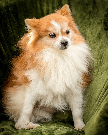 Foster Kermit-8996