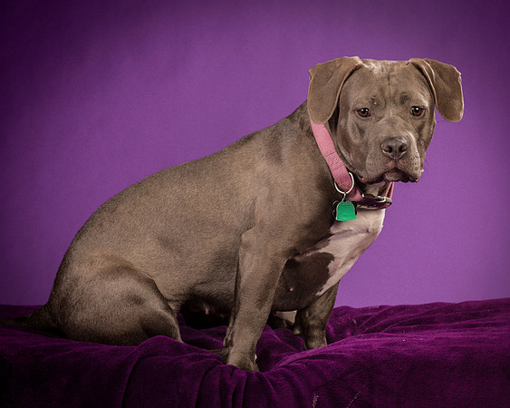 Daisy and Renegade-2561