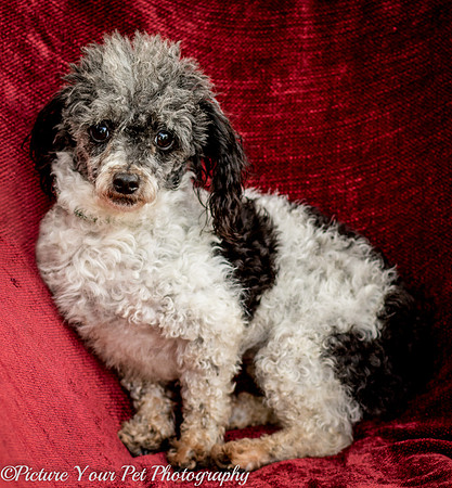 Foster Punky Brewster-3158
