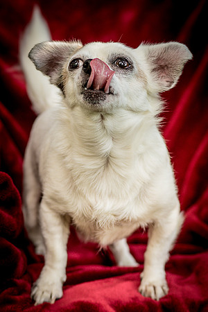 Foster Petey-0050
