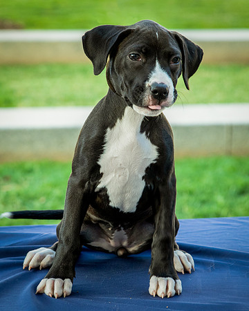 Foster Lola-9887