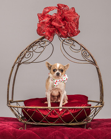 Foster Skippy-2256