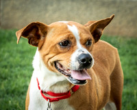 Foster Posie-9752