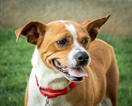 Foster Posie-9752