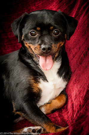 Foster Opal-2591