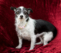 Foster Olive-7671