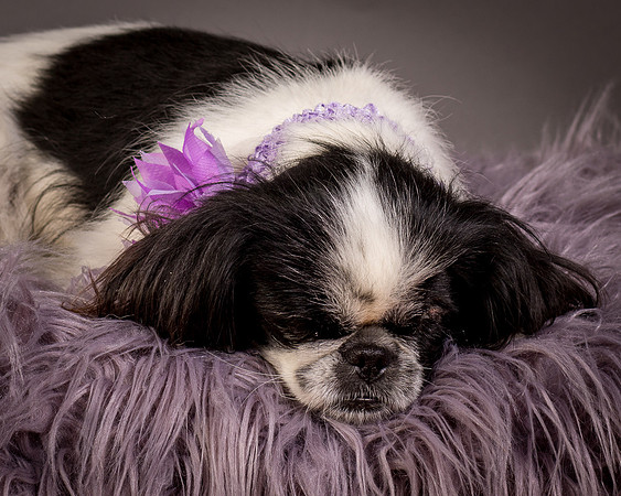 Foster Gypsy Rose-7915