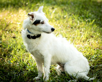 Foster Formiga-9592