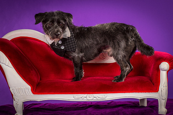 Foster Phoenix-5075
