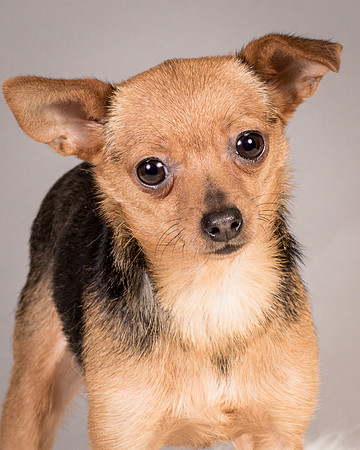Foster Pixie-3462