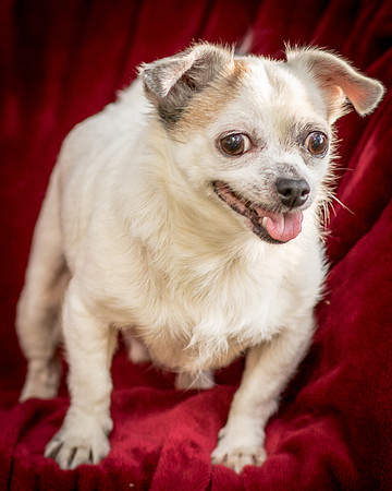 Foster Petey-9397