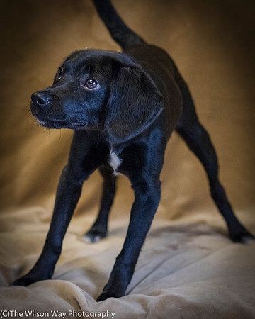 Foster Capri-0582