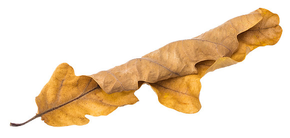 Leaf_29