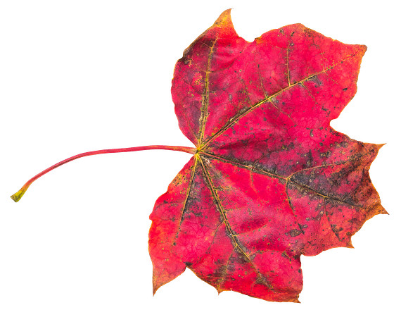Leaf_59