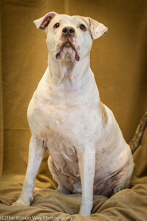 Foster Snickers-0197