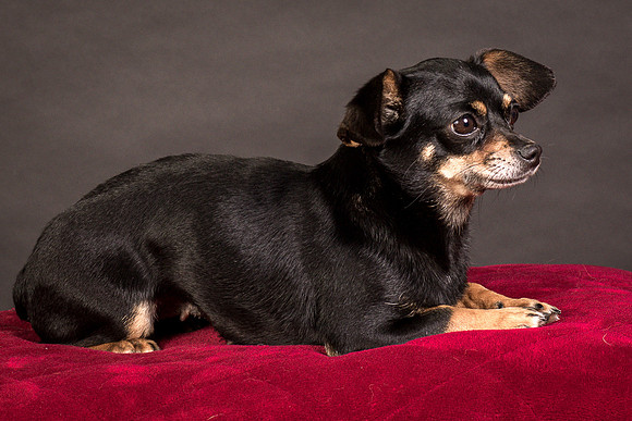 Foster Pansy-9477