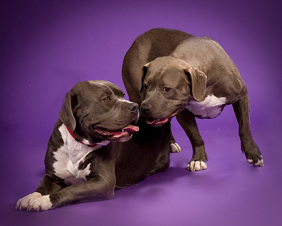 Daisy and Renegade-2660