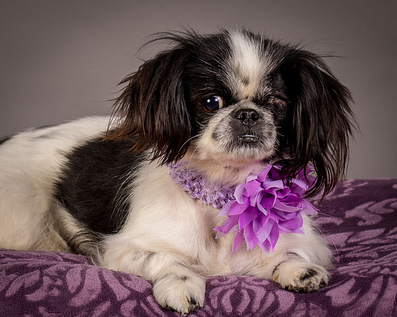 Foster Gypsy Rose-8018