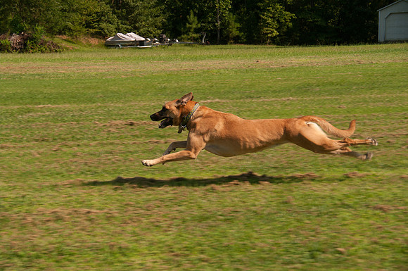 Roxy on the Run-9871