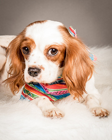 Foster josephina-4106
