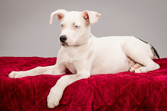 Foster Alvin-4789