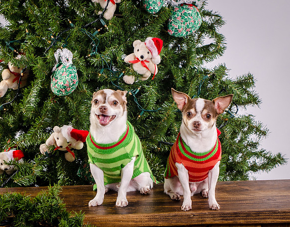 Muscato-2957