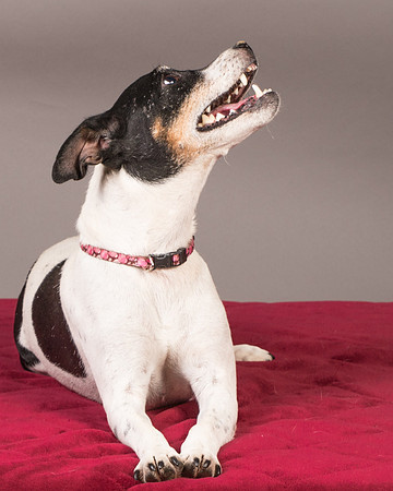 Foster Pollyanna-3819