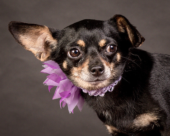 Foster Pansy-9334