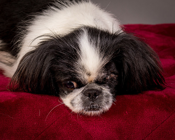 Foster Gypsy Rose-7761