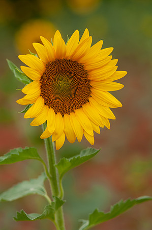 sunflowers-8336
