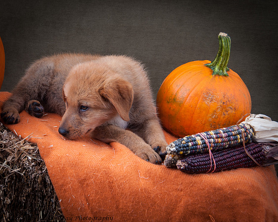 Foster Rose-6543