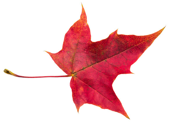 Leaf_39