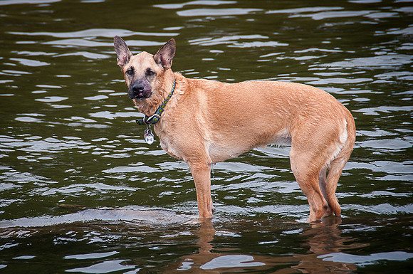 Roxy on log-4439
