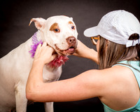 GCSPCA - Foster Joanie